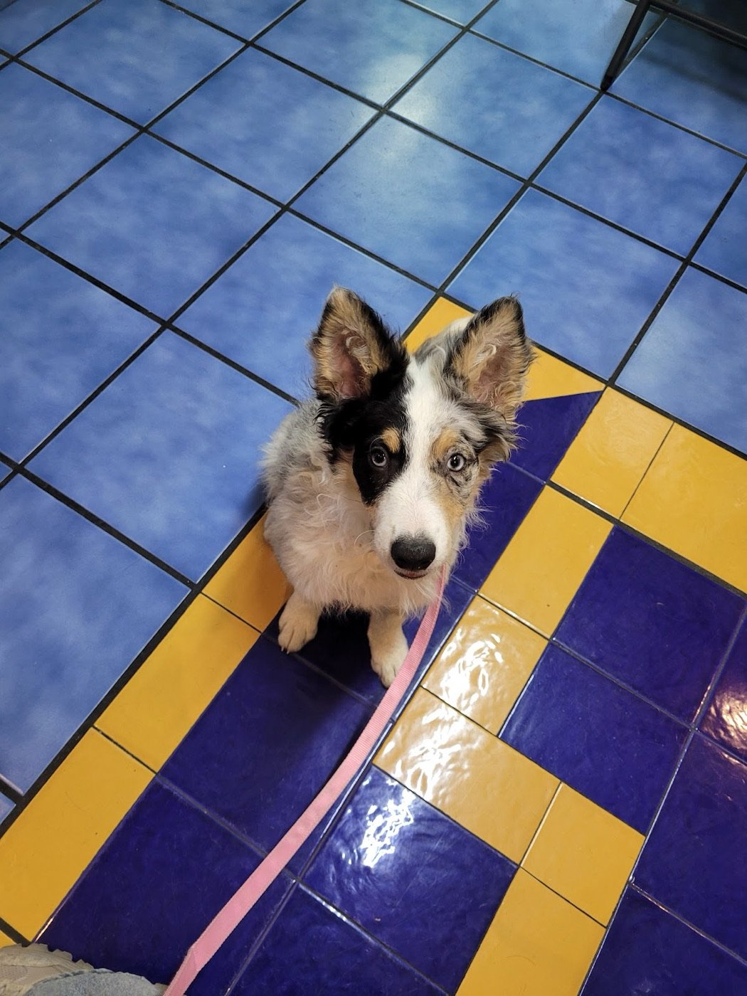 Cachorro sentado sobre azulejo azul y amarillo